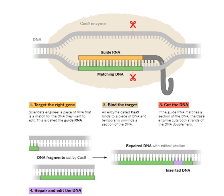 ویرایش ژنوم به کمک CRISPR
